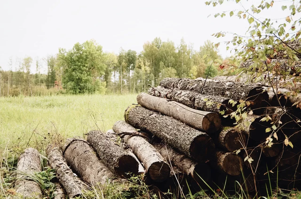 Você Sabe o Que é Madeira de Manejo e a Importância para o Meio Ambiente?